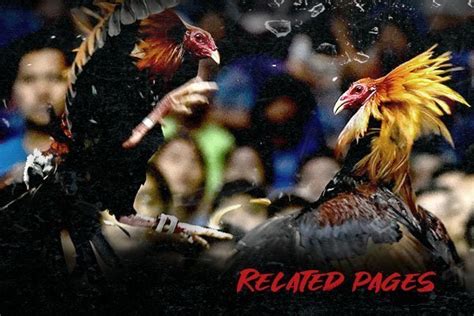 clash of odds sabong|About .